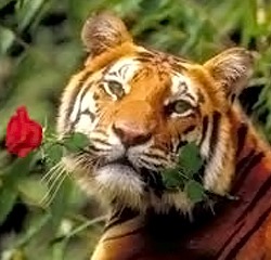 tigr-sovmestimost